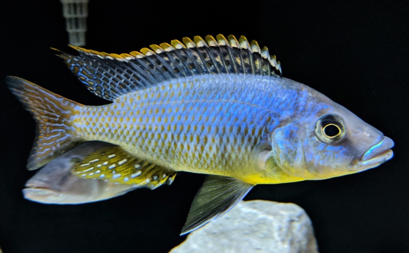 Protomelas sp. 'hertae'